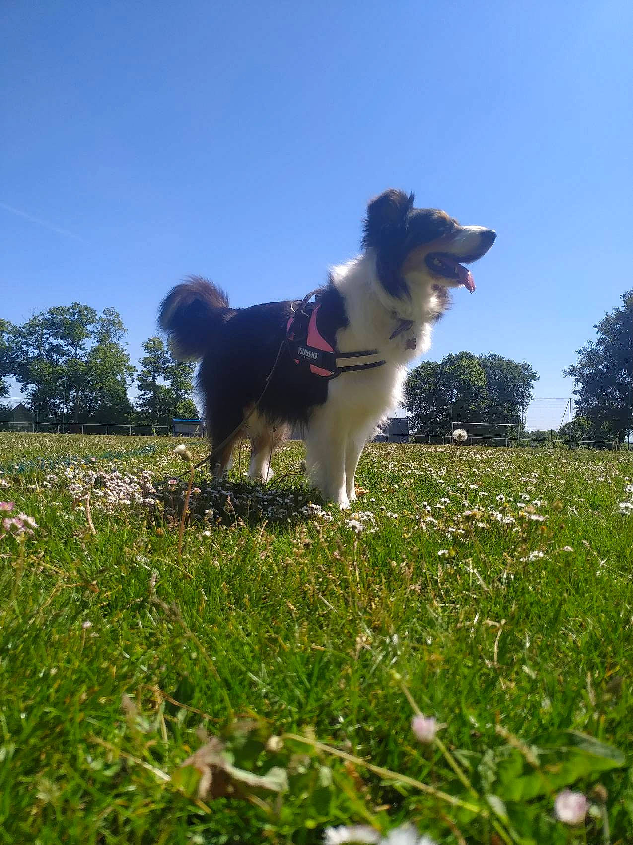 Ohana a rejoint le concours — aidez-le/la à gagner de superbes lots ! canidae, carnivore, companion_dog, dog, dog_breed, field, grass, grassland, happy, herding_dog, meadow, pasture, people_in_nature, plant, sky, sporting_group, tail, tree, working_animal, working_dog