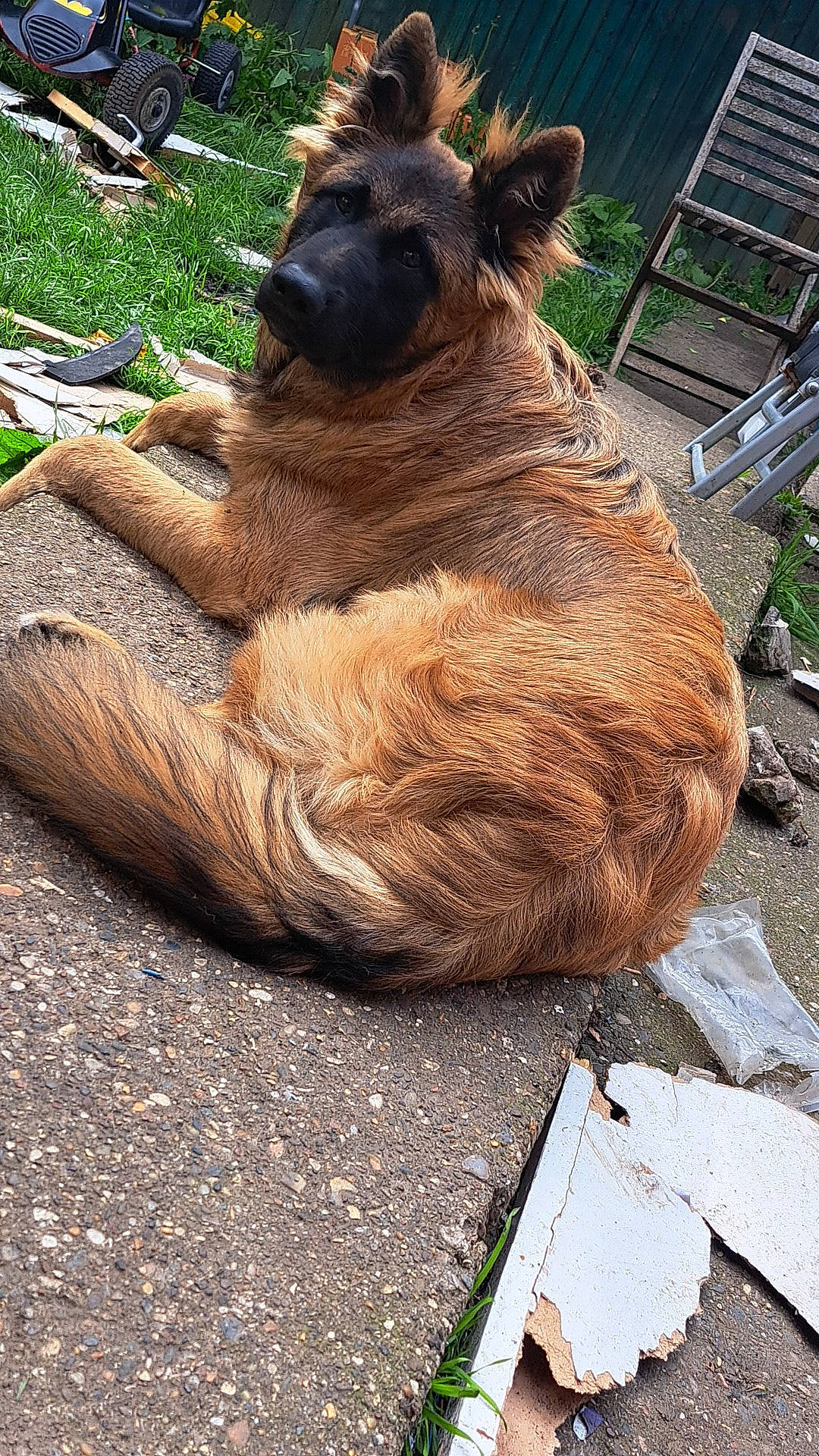 Max is registered to the contest to win money with this photo: bear, bovine, brown_bear, canidae, dog_breed, fawn, fur, grass, horn, liver, livestock, natural_material, outdoor_furniture, plant, snout, sporting_group, terrestrial_animal, trunk, wood, working_animal