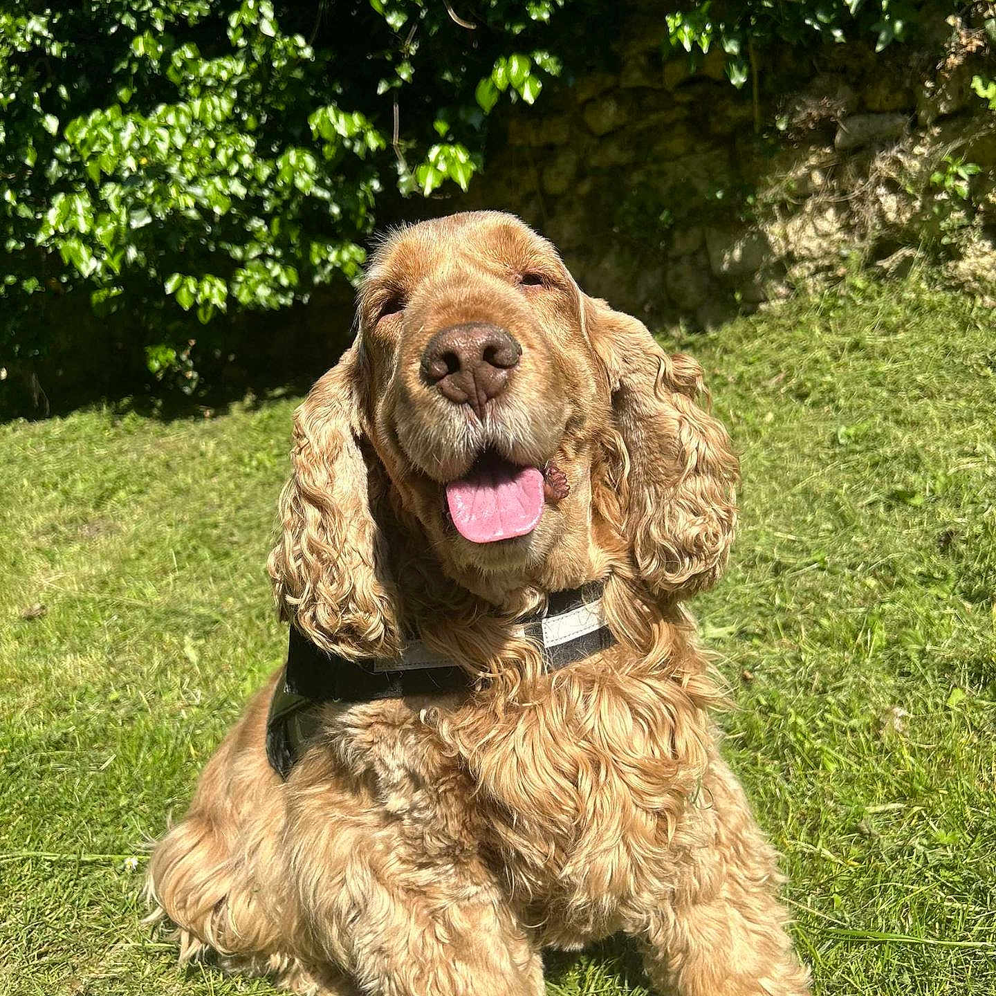 Jambo participe au concours pour gagner de l'argent avec cette photo : animal, canine, curly_fur, daylight, dog, fur, garden, golden_brown, grass, happy, leafy_plants, mammal, nature, outdoor, pet, sitting, smiling, stone_wall, sunlight, tongue_out