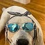 Wrigley joined the competition — help win amazing prizes! dog, white_dog, sunglasses, bandana, pet, indoors, floor, closeup, portrait, animal, canine, cool, accessory, reflection, head, face, domestic_animal, cute, funny, fashion