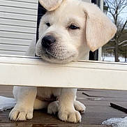 Wrigley is registered to the contest to win money with this photo: puppy, dog, white_dog, pet, animal, outdoor, railing, wooden_deck, snow, house, building, tree, curious, fluffy, ears, chin_resting, closeup, daylight, nature, cute