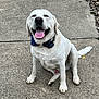 Wrigley joined the competition — help win amazing prizes! dog, labrador, white_dog, sitting, tongue_out, happy, outdoor, concrete, path, bandana, collar, pet, canine, smiling, animal, fur, tail, paw, daylight, friendly