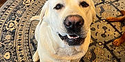 Wrigley is registered to the contest to win money with this photo: dog, labrador_retriever, yellow_labrador, pet, indoor, rug, floor, wooden_floor, smiling_dog, looking_up, canine, friendly, animal, domestic_animal, playful, house, wall, door, tail, paws
