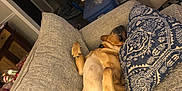 Rustin is registered to the contest to win money with this photo: dog, couch, pillows, living_room, relaxed, sprawled, belly_up, furniture, indoor, decor, blanket, armchair, holiday_decor, carpet, doorway, container, floor, wood_floor, red_collar, resting
