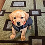 Rustin joined the competition — help win amazing prizes! puppy, dog, jacket, carpet, floor, indoor, cute, pet, young, animal, small, brown, fur, sitting, looking, eyes, front_paws, pattern, home, adorable