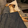 Rustin is registered to the contest to win money with this photo: dog, couch, pillows, blanket, living_room, relaxed, sleeping, tan_dog, home_interior, furniture, cozy, comfort, paw, resting, indoor, carpet, table, decor, houseplant, wood_floor