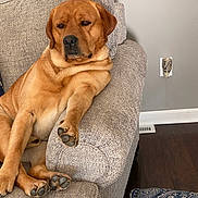 Rustin is registered to the contest to win money with this photo: dog, lounge, couch, indoor, relaxed, brown_dog, paw, carpet, floor, wall, outlet, air_vent, furniture, pet, canine, home, cozy, resting, animal, living_room