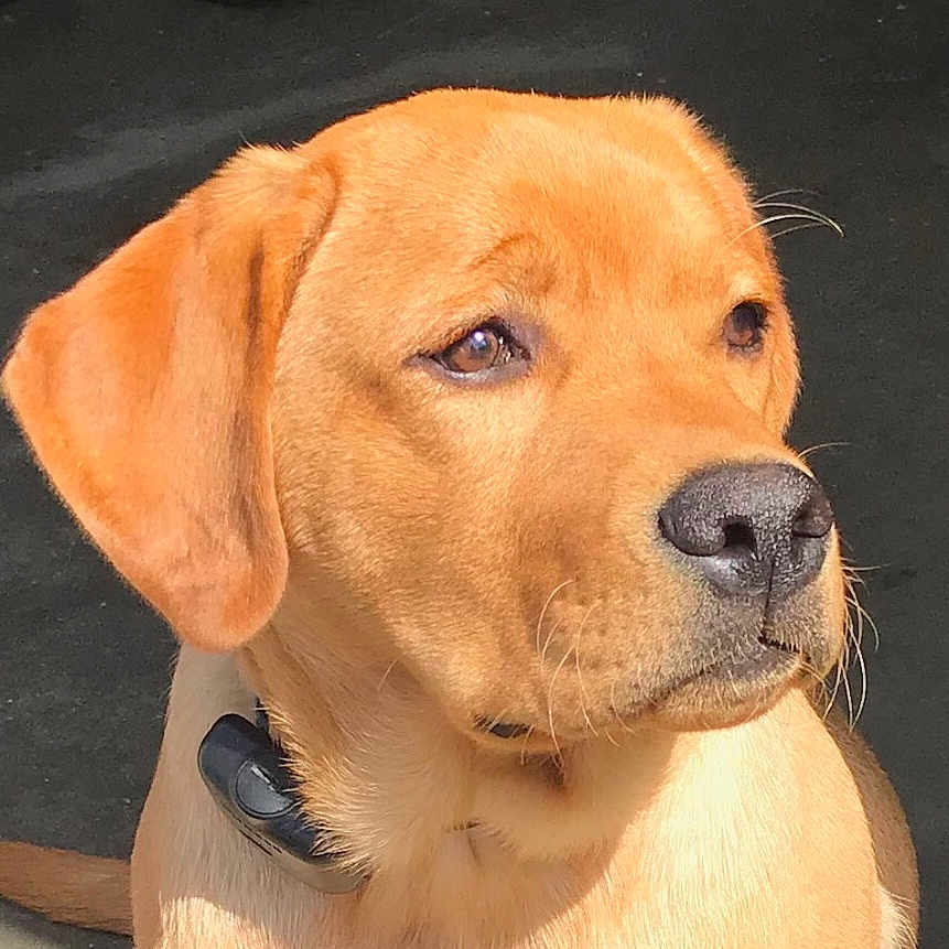 Rustin is registered to the contest to win money with this photo: alert, animal, background_blur, canine, close_up, collar, companion, dog, domestic_animal, ears, fur, golden_brown, looking_away, mammal, nose, outdoor, pet, portrait, sunlight, whiskers