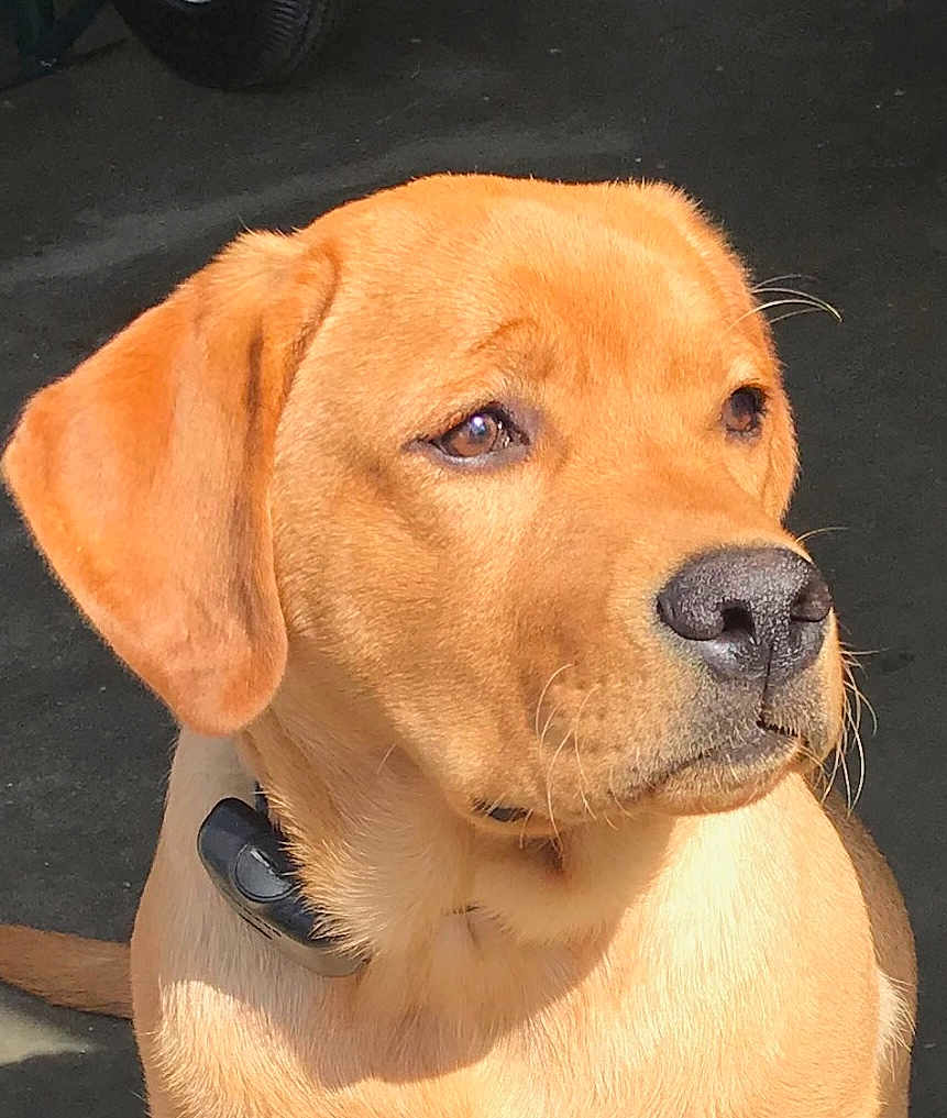 Rustin is registered to the contest to win money with this photo: dog, golden_brown, close_up, pet, canine, collar, sunlight, outdoor, animal, fur, nose, ears, whiskers, portrait, looking_away, domestic_animal, mammal, companion, alert, background_blur
