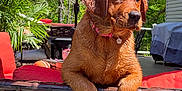Luna is registered to the contest to win money with this photo: dog, puppy, wet, outdoor, patio, chair, umbrella, red, greenery, furniture, sunlight, summer, pet, cute, animal, collar, nature, relaxing, backyard, daylight
