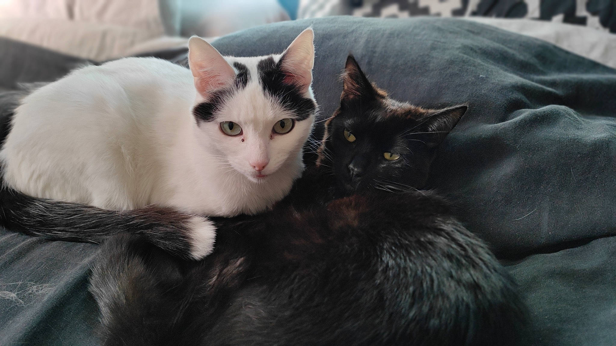 Fluffy And Neko participe au concours pour gagner de l'argent avec cette photo : black_cat, box, carnivore, cat, claw, comfort, domestic_short_haired_cat, felidae, fur, grey, monochrome_photography, paw, sitting, small_to_medium_sized_cats, snout, tail, tree, whiskers