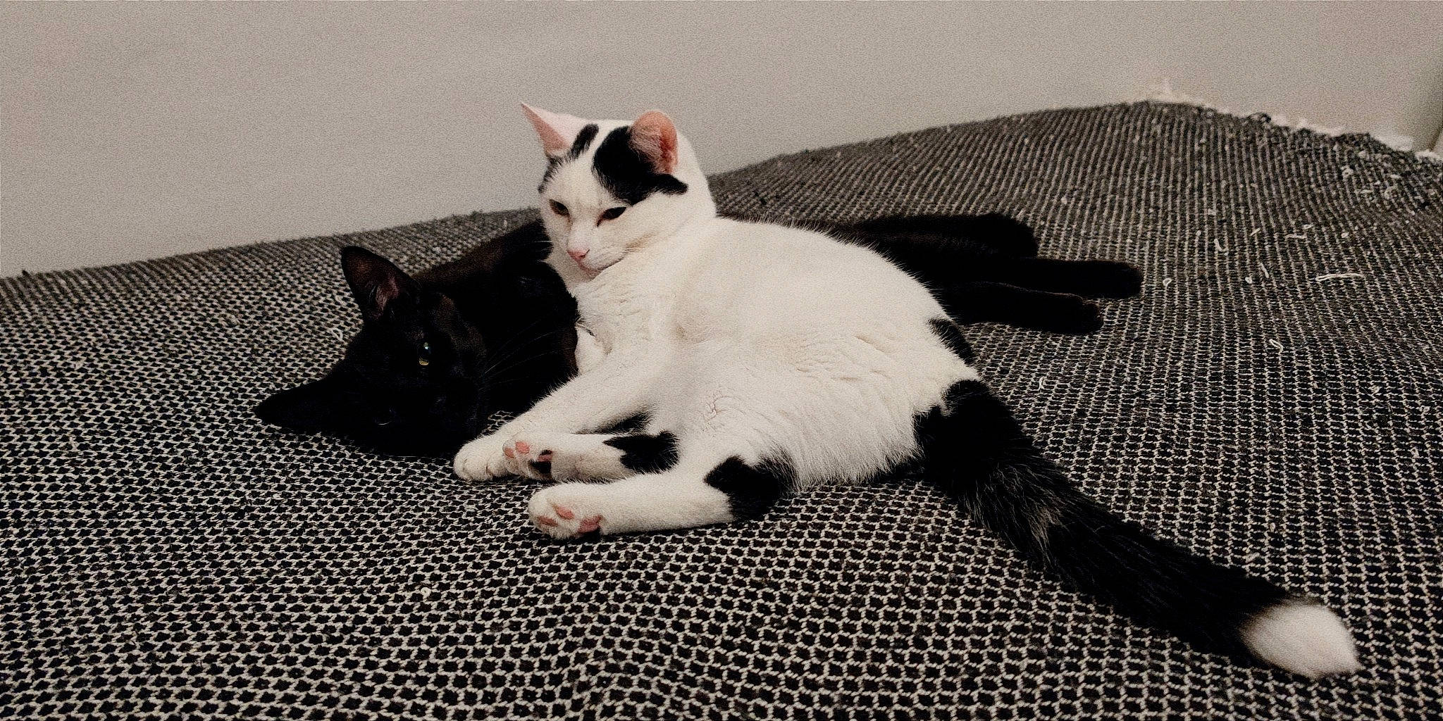 Fluffy And Neko participe au concours pour gagner de l'argent avec cette photo : black_cat, carnivore, cat, claw, comfort, domestic_short_haired_cat, felidae, flooring, foot, fur, grey, human_leg, monochrome_photography, paw, sitting, small_to_medium_sized_cats, tail, whiskers