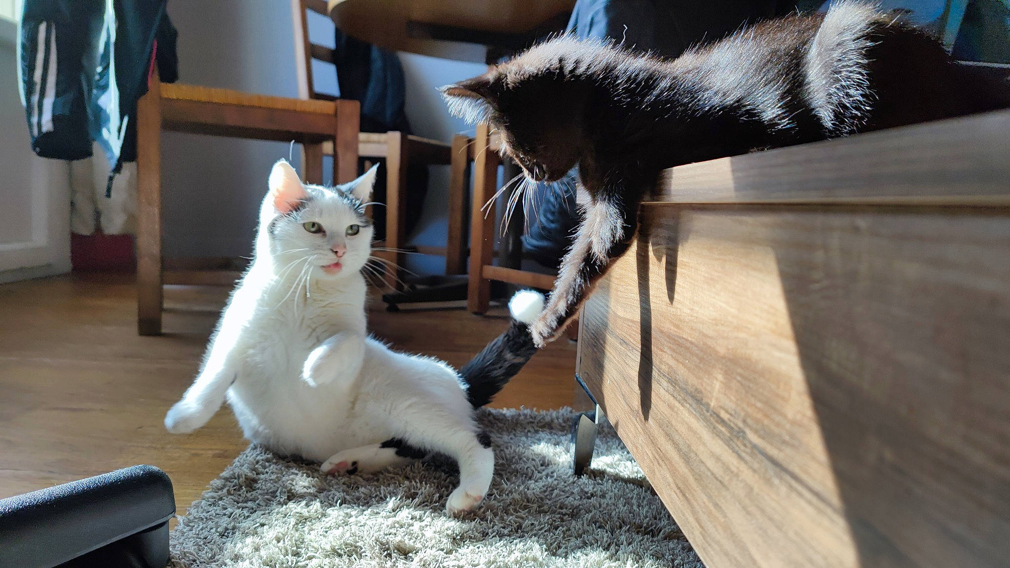 Fluffy And Neko a rejoint le concours — aidez-le/la à gagner de superbes lots ! carnivore, cat, claw, domestic_short_haired_cat, fawn, felidae, flooring, fur, grey, hardwood, mammal, metal, paw, small_to_medium_sized_cats, snout, tail, vertebrate, whiskers, wood