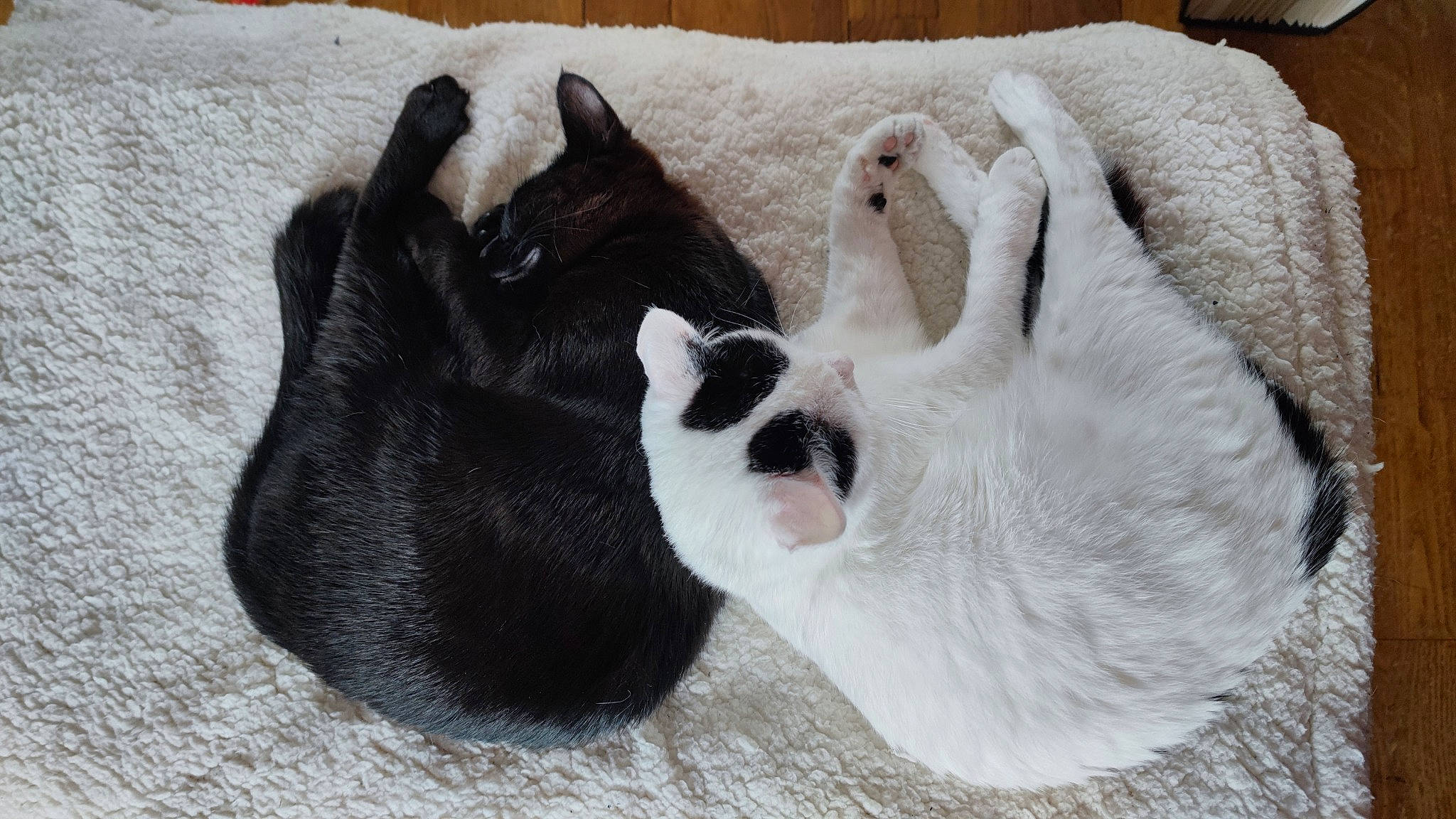 Fluffy And Neko a rejoint le concours — aidez-le/la à gagner de superbes lots ! carnivore, cat, cat_bed, cat_supply, comfort, companion_dog, dog_breed, domestic_short_haired_cat, felidae, foot, fur, grey, paw, pet_supply, small_to_medium_sized_cats, snout, sporting_group, tail, terrestrial_animal, whiskers