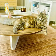 Artemis a rejoint le concours — aidez-le/la à gagner de superbes lots ! cat, fluffy, wooden_table, living_room, carpet, furniture, domestic_cat, pet, relaxed, indoor, yellow_eyes, long_fur, table_leg, decor, candle, book, tray, shelf, household_item, cozy