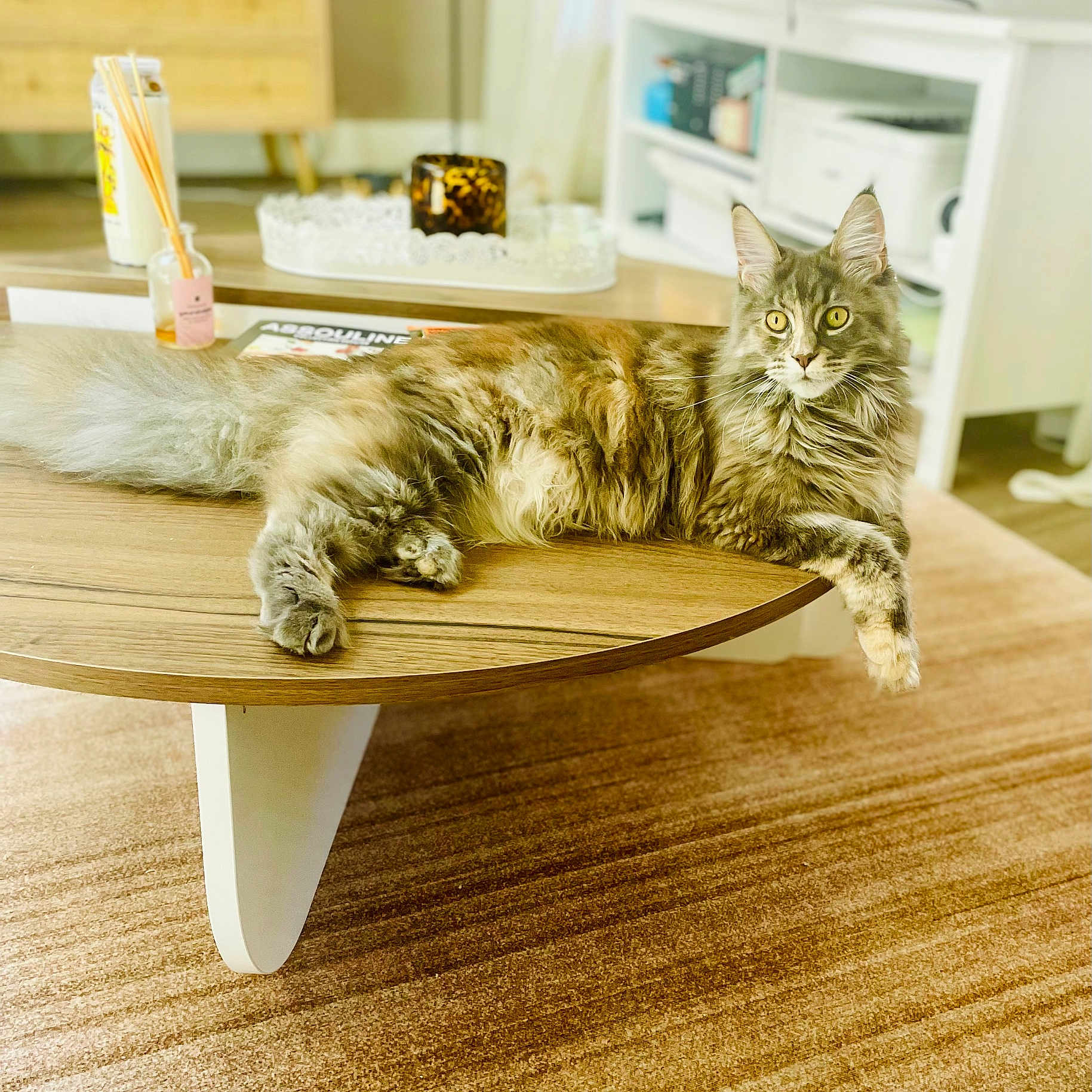 Artemis a rejoint le concours — aidez-le/la à gagner de superbes lots ! cat, fluffy, wooden_table, living_room, carpet, furniture, domestic_cat, pet, relaxed, indoor, yellow_eyes, long_fur, table_leg, decor, candle, book, tray, shelf, household_item, cozy