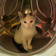 Cocaine participe au concours pour gagner de l'argent avec cette photo : animal, black_spots, cat, circular, cleaning_appliance, curious, cute, domestic_cat, ears, eyes, fur, household, indoor, looking, metal, pet, reflection, sitting, washing_machine, white_cat