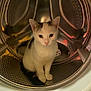 animal, black_spots, cat, circular, cleaning_appliance, curious, cute, domestic_cat, ears, eyes, fur, household, indoor, looking, metal, pet, reflection, sitting, washing_machine, white_cat