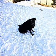 Liz is registered to the contest to win money with this photo: animal, black_dog, cold, curious, daylight, dog, fence, isolated, nature, outdoor, pet, quiet, rural, sitting, snow, snow_covered, snowy_ground, winter, wooden_structure, yard