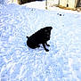animal, black_dog, cold, curious, daylight, dog, fence, isolated, nature, outdoor, pet, quiet, rural, sitting, snow, snow_covered, snowy_ground, winter, wooden_structure, yard