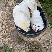 Daisy Precious joined the competition — help win amazing prizes! animal, black_tub, companions, concrete, curious, dog, fur, grass, outdoor, panting, pet, playful, relaxed, shade, stairs, summer, two_dogs, water, wet, white_dog