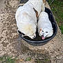 animal, black_tub, companions, concrete, curious, dog, fur, grass, outdoor, panting, pet, playful, relaxed, shade, stairs, summer, two_dogs, water, wet, white_dog