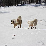Daisy Precious joined the competition — help win amazing prizes! dog, snow, winter, outdoor, animal, canine, nature, forest, cold, walking, fur, daylight, pets, tail, back_view, white, brown, frost, trees, field