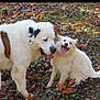 Daisy Precious is registered to the contest to win money with this photo: dog, dogs, playing, autumn, leaves, outdoor, grass, happy, tongue_out, fluffy, white_dog, brown_spots, nature, pet, canine, companions, smiling, fun, animal, park