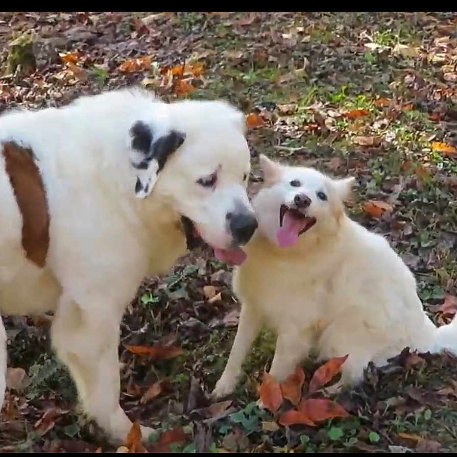 Daisy Precious is registered to the contest to win money with this photo: animal, autumn, brown_spots, canine, companions, dog, dogs, fluffy, fun, grass, happy, leaves, nature, outdoor, park, pet, playing, smiling, tongue_out, white_dog
