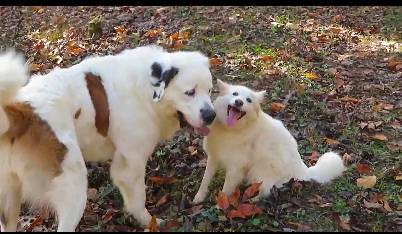 Daisy Precious is registered to the contest to win money with this photo: dog, dogs, playing, autumn, leaves, outdoor, grass, happy, tongue_out, fluffy, white_dog, brown_spots, nature, pet, canine, companions, smiling, fun, animal, park