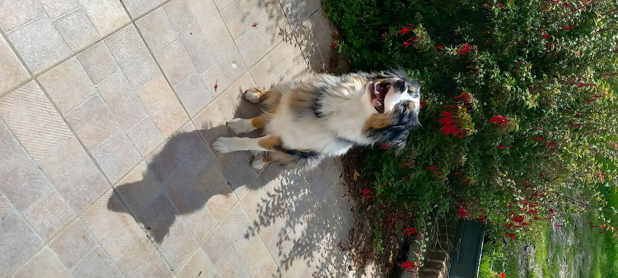 Naya a rejoint le concours — aidez-le/la à gagner de superbes lots ! canidae, carnivore, companion_dog, concrete, dog, dog_breed, dog_supply, fawn, flower, fur, plant, road_surface, sidewalk, snout, sporting_group, tree, whiskers, working_animal, working_dog