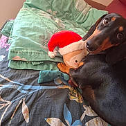 Uranie participe au concours pour gagner de l'argent avec cette photo : animal, bed, bedroom, blanket, canine, couch, cushion, dog, furniture, homedecor, hound, indoors, linen, pet, pillow, plush, puppy, quilt, room, toy