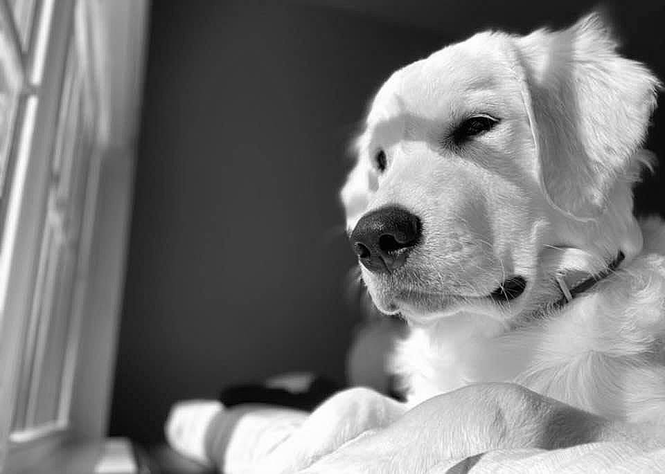 Zeus joined the competition — help win amazing prizes! black_and_white, canidae, carnivore, companion_dog, dog, dog_breed, ear, fawn, fur, happy, monochrome, monochrome_photography, paw, retriever, smile, sporting_group, stock_photography, style, whiskers, working_animal