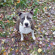 Sunny participe au concours pour gagner de l'argent avec cette photo : dog, canine, pet, autumn, leaves, outdoor, grass, nature, stick, brown, white, gray, ears, sitting, animal, muzzle, fall, curious, eyes, ground