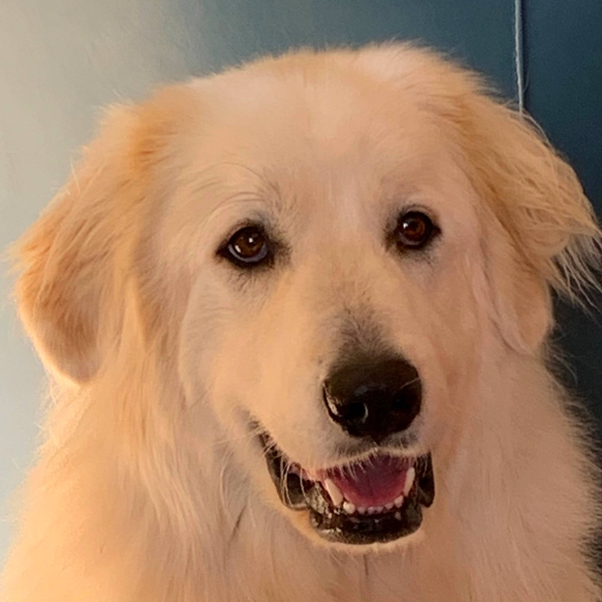 Nora a rejoint le concours — aidez-le/la à gagner de superbes lots ! ancient_dog_breeds, canidae, carnivore, companion_dog, dog, dog_breed, ear, fawn, fur, natural_material, puppy, snout, sporting_group, whiskers, working_animal, working_dog