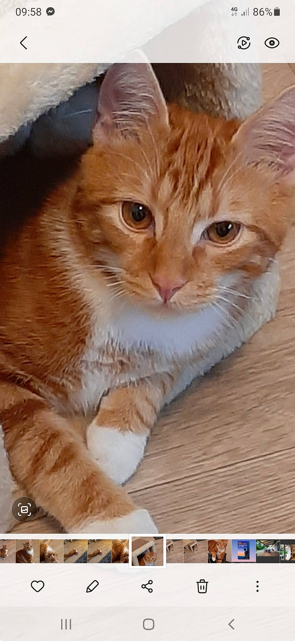 Nino participe au concours pour gagner de l'argent avec cette photo : carnivore, cat, cat_supply, claw, comfort, domestic_short_haired_cat, fawn, felidae, fur, hardwood, paw, photo_caption, photography, small_to_medium_sized_cats, snout, tail, whiskers, window, wood