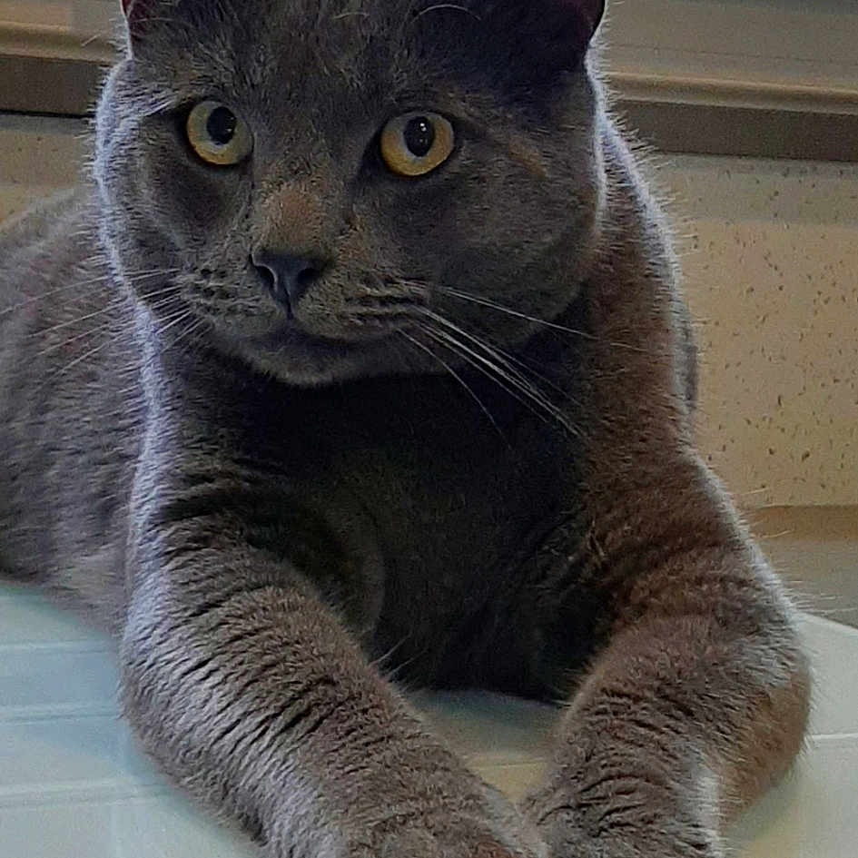 Grisouille participe au concours pour gagner de l'argent avec cette photo : carnivore, cat, domestic_short_haired_cat, felidae, fixture, fur, grey, russian_blue, small_to_medium_sized_cats, snout, terrestrial_animal, whiskers, window