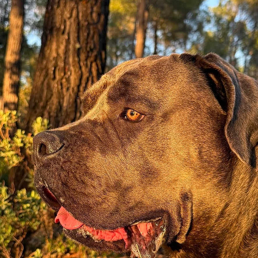 Urkan a rejoint le concours — aidez-le/la à gagner de superbes lots ! animal, brown_dog, canine, closeup, daylight, dog, drool, ears, forest, golden_hour, greenery, happy, muzzle, nature, outdoor, pet, side_profile, sunlight, tongue_out, trees