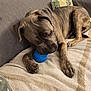 animal, blanket, blue_toy, brindle, canine, chewing, couch, cozy, cushion, dog, domestic, furniture, indoor, living_room, patterned_blanket, paw, pet, relaxed, resting, toy