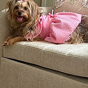 Coco is registered to the contest to win money with this photo: dog, small_dog, pink_dress, bow, tongue_out, couch, beige_furniture, cute, pet, indoor, fluffy, happy, relaxed, animal, domestic_animal, portrait, laying_down, furry, decorative_pillow, cozy