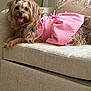 dog, small_dog, pink_dress, bow, tongue_out, couch, beige_furniture, cute, pet, indoor, fluffy, happy, relaxed, animal, domestic_animal, portrait, laying_down, furry, decorative_pillow, cozy