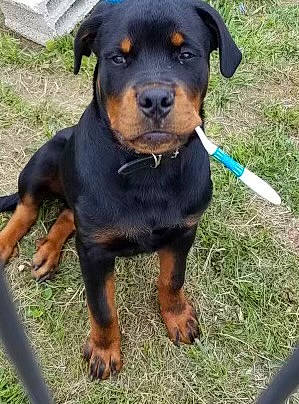 Urus participe au concours pour gagner de l'argent avec cette photo : austrian_black_and_tan_hound, carnivore, companion_dog, dog, dog_breed, grass, guard_dog, hunting_dog, plant, rottweiler, sporting_group, terrestrial_animal, working_animal, working_dog