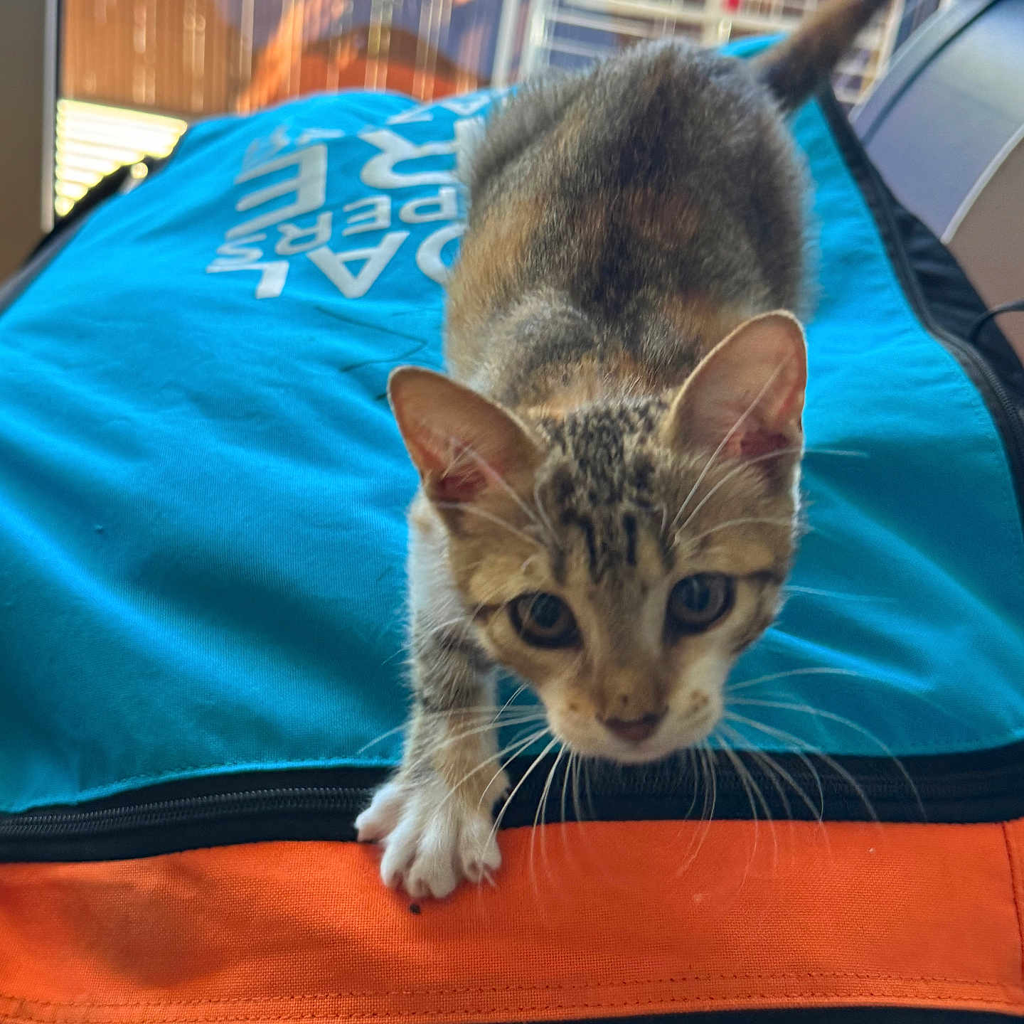 Gg a rejoint le concours — aidez-le/la à gagner de superbes lots ! animal, blue_bag, cat, close_up, colorful, curious, ears, eyes, fabric, feline, indoor, kitten, orange_bag, paws, pet, portrait, tabby, tail, whiskers, window
