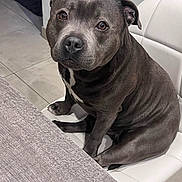 Pumba participe au concours pour gagner de l'argent avec cette photo : dog, pet, indoor, chair, table, gray_coat, sitting, looking_up, floor_tile, wooden_table, white_chair, canine, domestic_animal, companion, animal_portrait, curious, calm, household, fur, cute