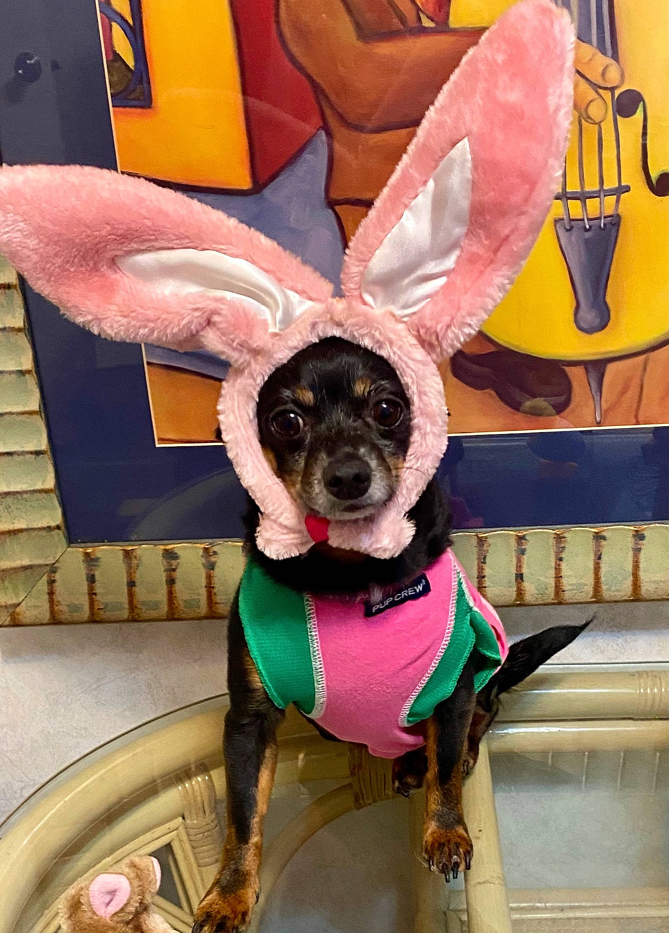 Bully Girl is registered to the contest to win money with this photo: animal, architecture, building, canine, chihuahua, child, clothing, costume, dog, face, female, footwear, girl, hat, outdoors, person, pet, puppy, shelter, shoe