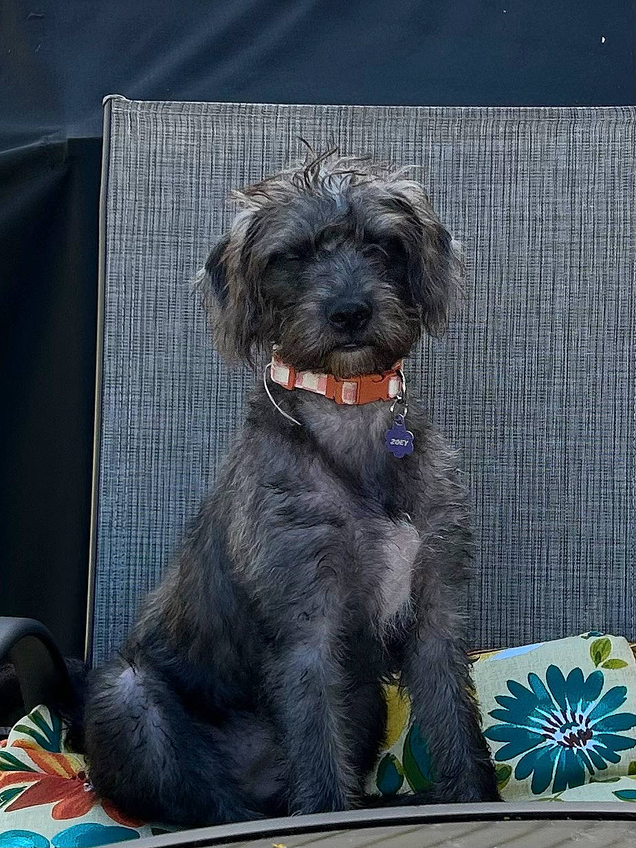 Zoey joined the competition — help win amazing prizes! canidae, carnivore, collar, companion_dog, dog, dog_breed, dog_collar, dog_supply, fur, liver, schnauzer, small_terrier, sporting_group, standard_schnauzer, tail, terrier, toy_dog, water_dog, working_animal, working_dog