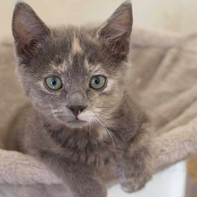Arizona participe au concours pour gagner de l'argent avec cette photo : animal, bed, beige, cat, closeup, cozy, curious, cute, eyes, feline, fur, gray, indoor, kitten, pet, portrait, resting, soft, whiskers, young