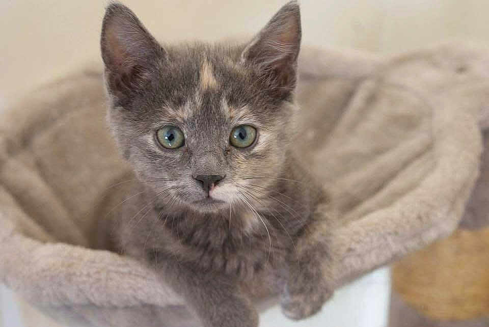 Arizona participe au concours pour gagner de l'argent avec cette photo : kitten, cat, pet, animal, feline, cute, young, eyes, soft, bed, cozy, fur, whiskers, indoor, closeup, portrait, resting, gray, beige, curious