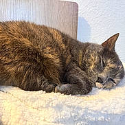 Arizona a rejoint le concours — aidez-le/la à gagner de superbes lots ! cat, sleeping, furry, cozy, blanket, pet, animal, fur, resting, indoors, cute, relaxed, whiskers, paw, face, domestic, mammal, closeup, soft, quiet