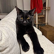 Astra participe au concours pour gagner de l'argent avec cette photo : black_cat, cat, pet, feline, indoor, couch, white_couch, armrest, relaxed, stretching, yellow_eyes, fur, whiskers, domestic_animal, household, cozy, furniture, cat_tree, red_jacket, living_room